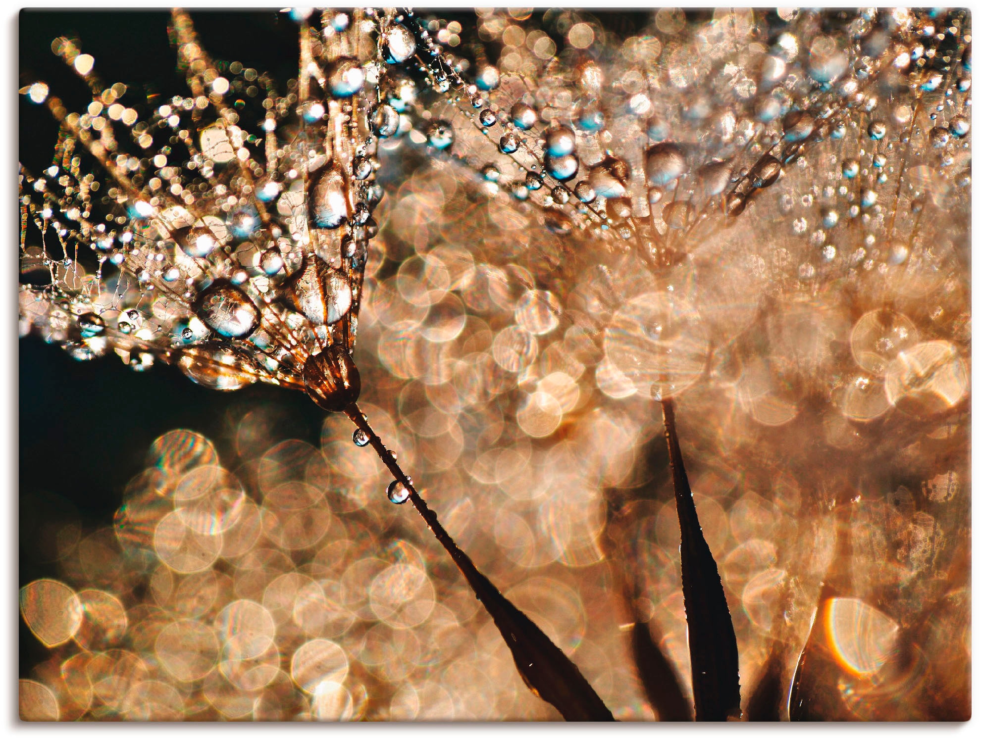 Artland Wandbild "Pusteblume Goldschimmer" 1 Stk. tlg. als Alubild, Outdoor günstig online kaufen