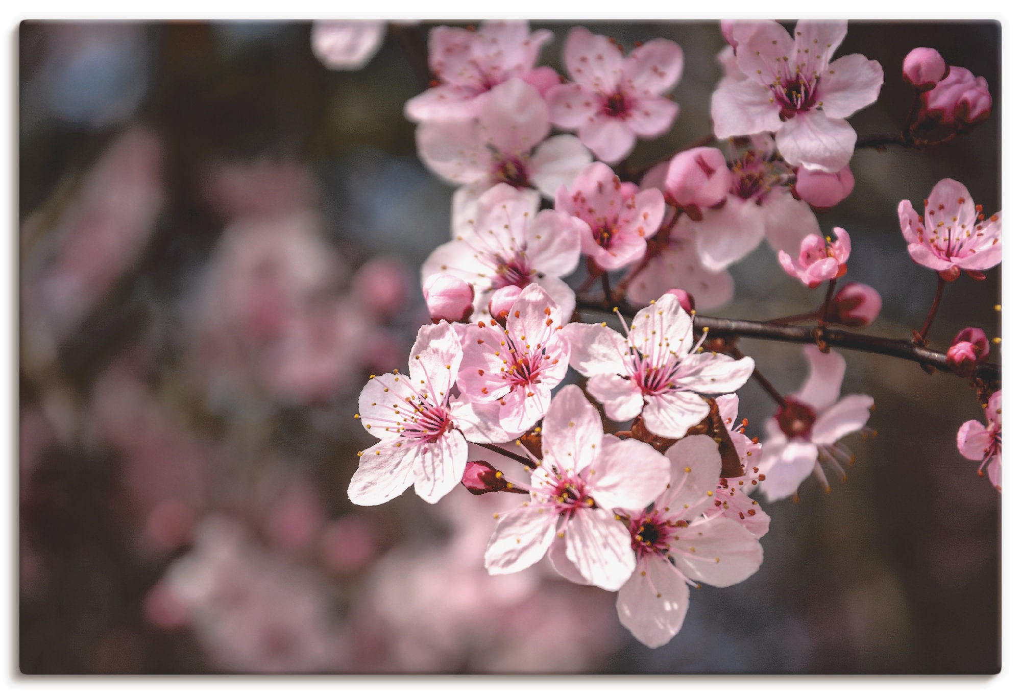 Artland "Kirschblüten Nahaufnahme im Sonnenlicht" Blumen 1 Stk. tlg. auf Ho günstig online kaufen