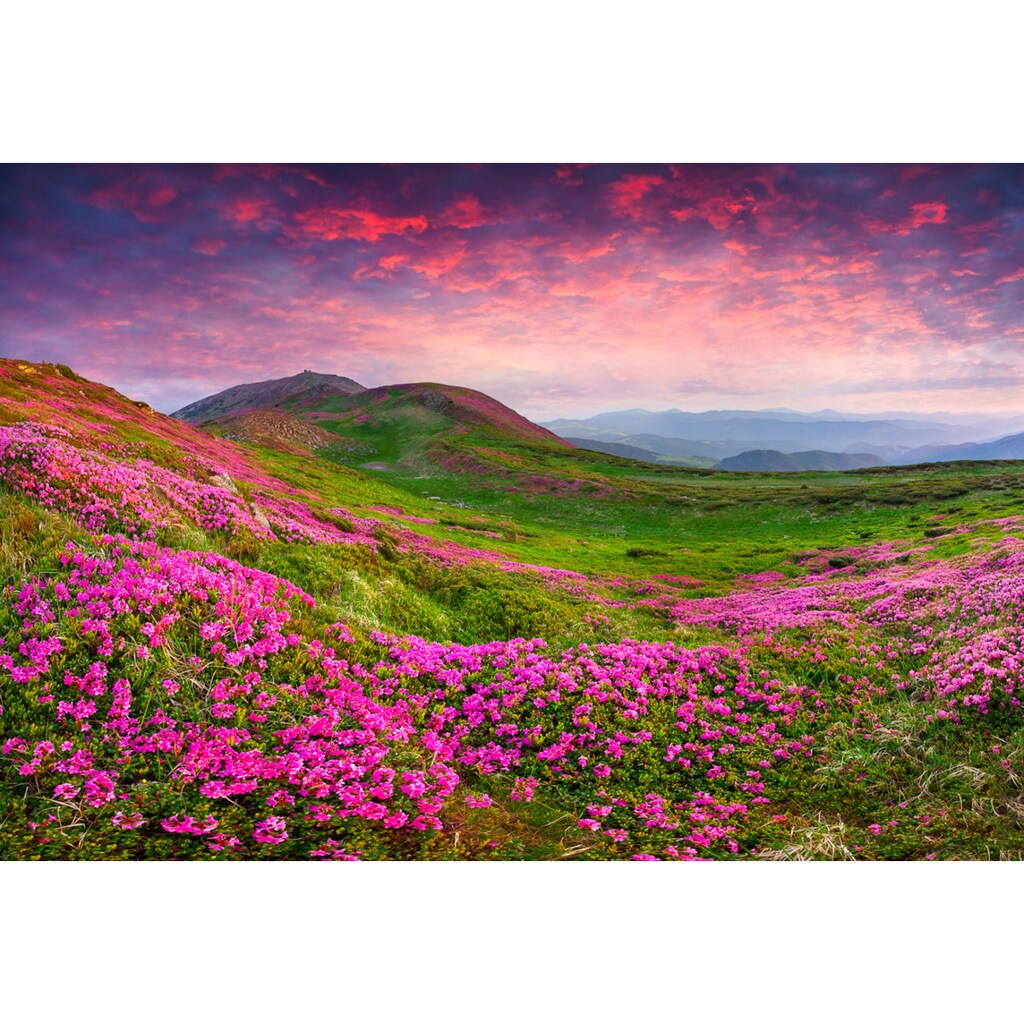 Papermoon Fototapete »Rhododendron Blumen«