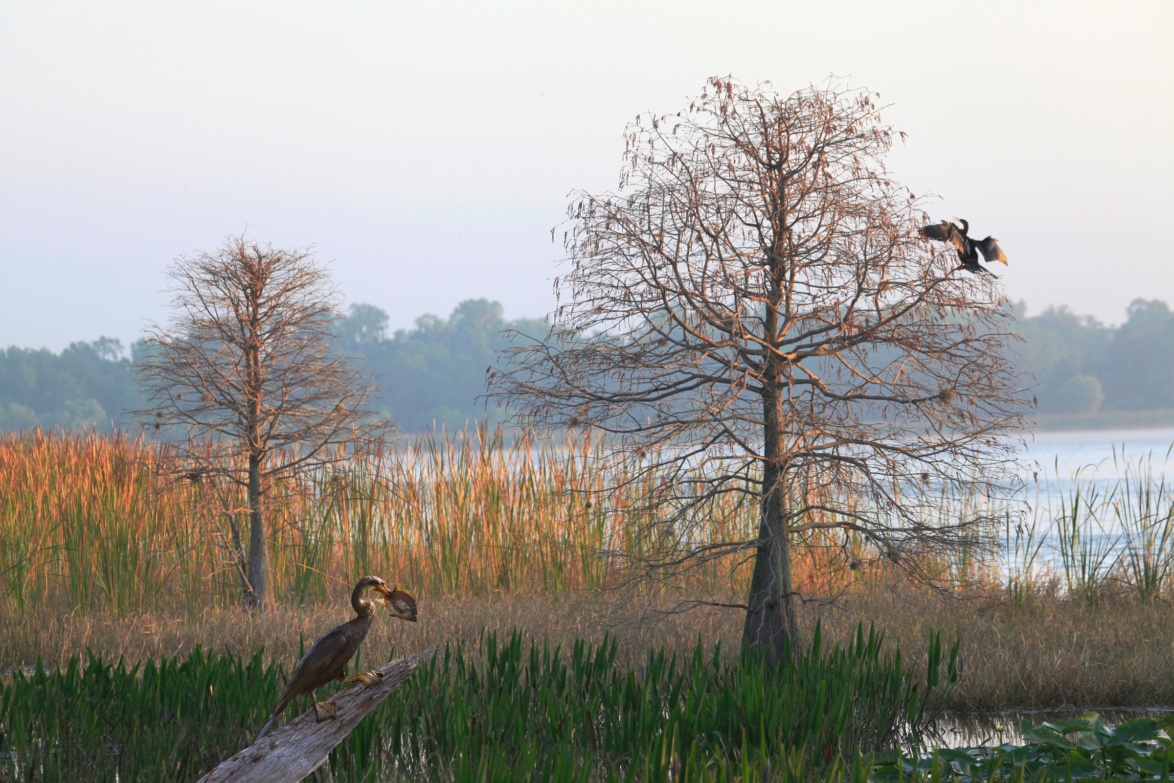 Fototapete PAPERMOON "ANHINGA-WASSER VOGEL", bunt, B:4m L:2,6m, Vlies, Tapeten - B/L: 4m x 2,6m, Bahnen: 8 Stk.