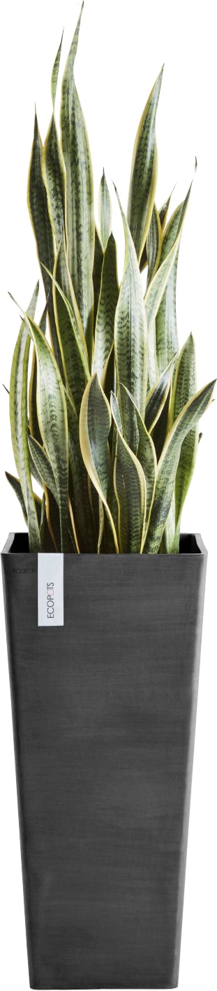 ECOPOTS Blumentopf bestellen cm BAUR Dark BxTxH: »ROTTERDAM 32x32x70 | Grey«, HIGH