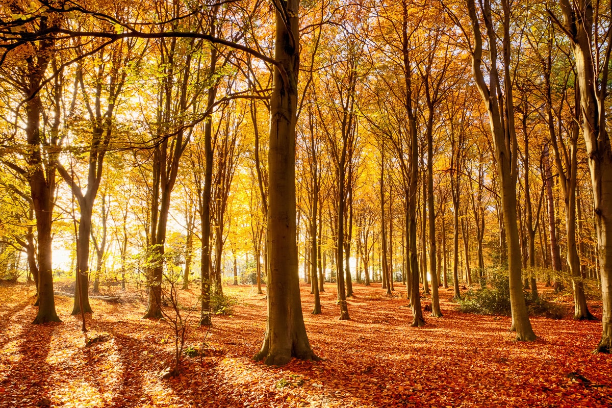 Papermoon Fototapetas »Herbstwald«