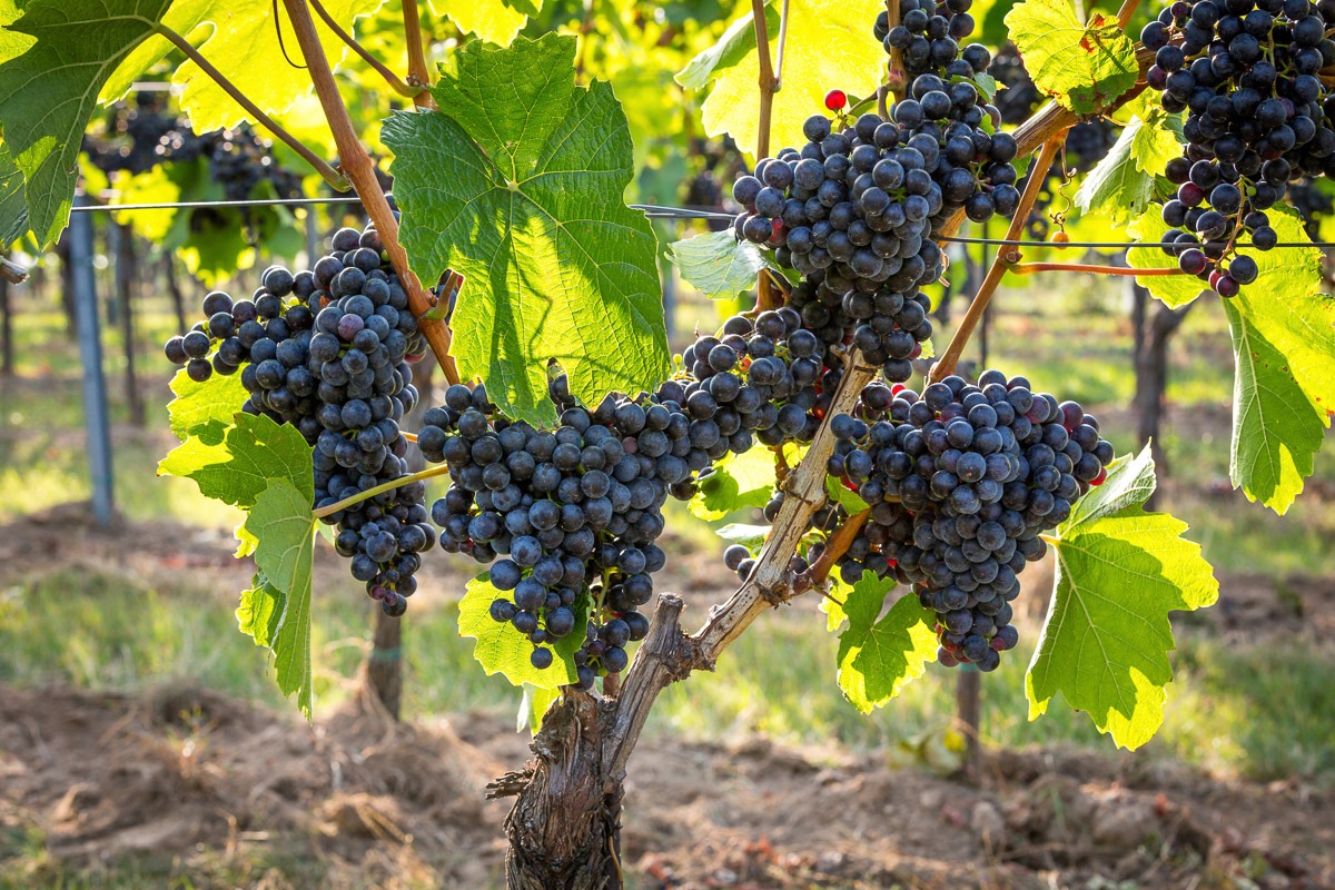 PAPERMOON Fototapete "Trauben", B/L: 3mm x 2,23mm, Bahnen: 6 Stk. St., bunt, Schlafzimmer, Tapeten