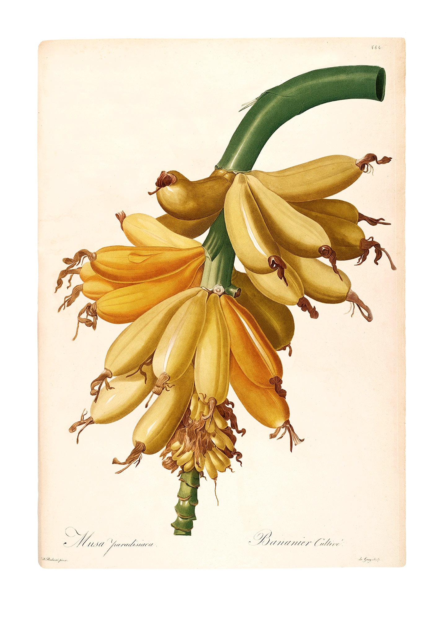 Komar Bild "Plantains" Natur 1 Stk. tlg. Wandbild zur Dekoration - ohne Rah günstig online kaufen
