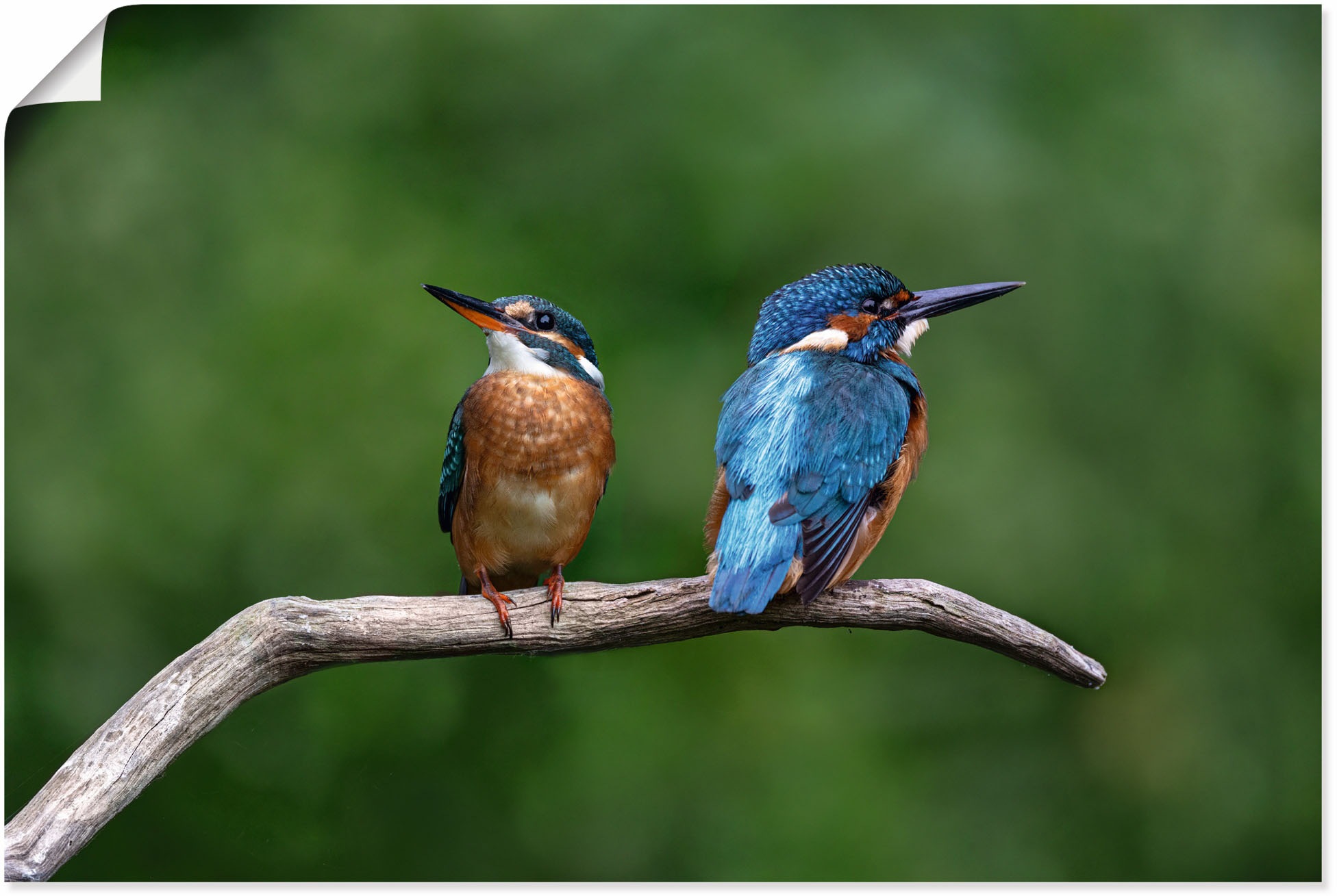 Artland Wandbild "Zwei Eisvogel", Vogelbilder, (1 St.), als Alubild, Outdoo günstig online kaufen