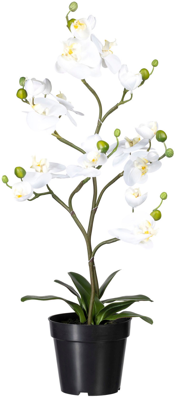 Creativ green Kunstorchidee »Phalaenopsis«, (1 St.) kaufen