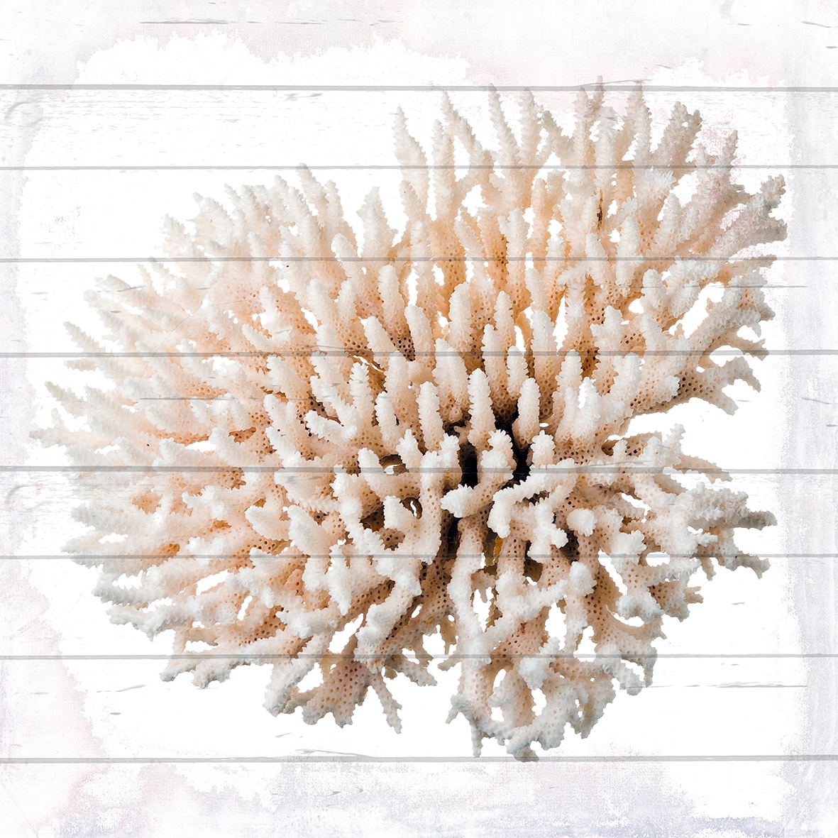 queence Holzbild »Weiße Koralle«, 50x50 cm