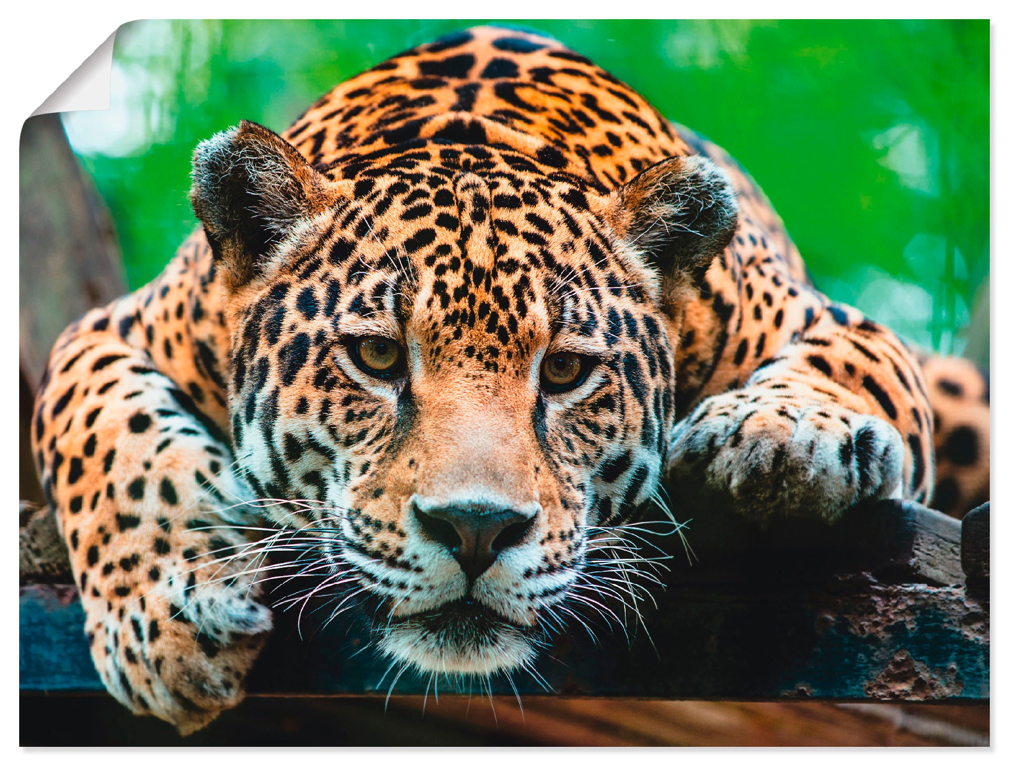 Artland Wandbild "Südamerikanischer Jaguar", Wildtiere, (1 St.), als Alubil günstig online kaufen