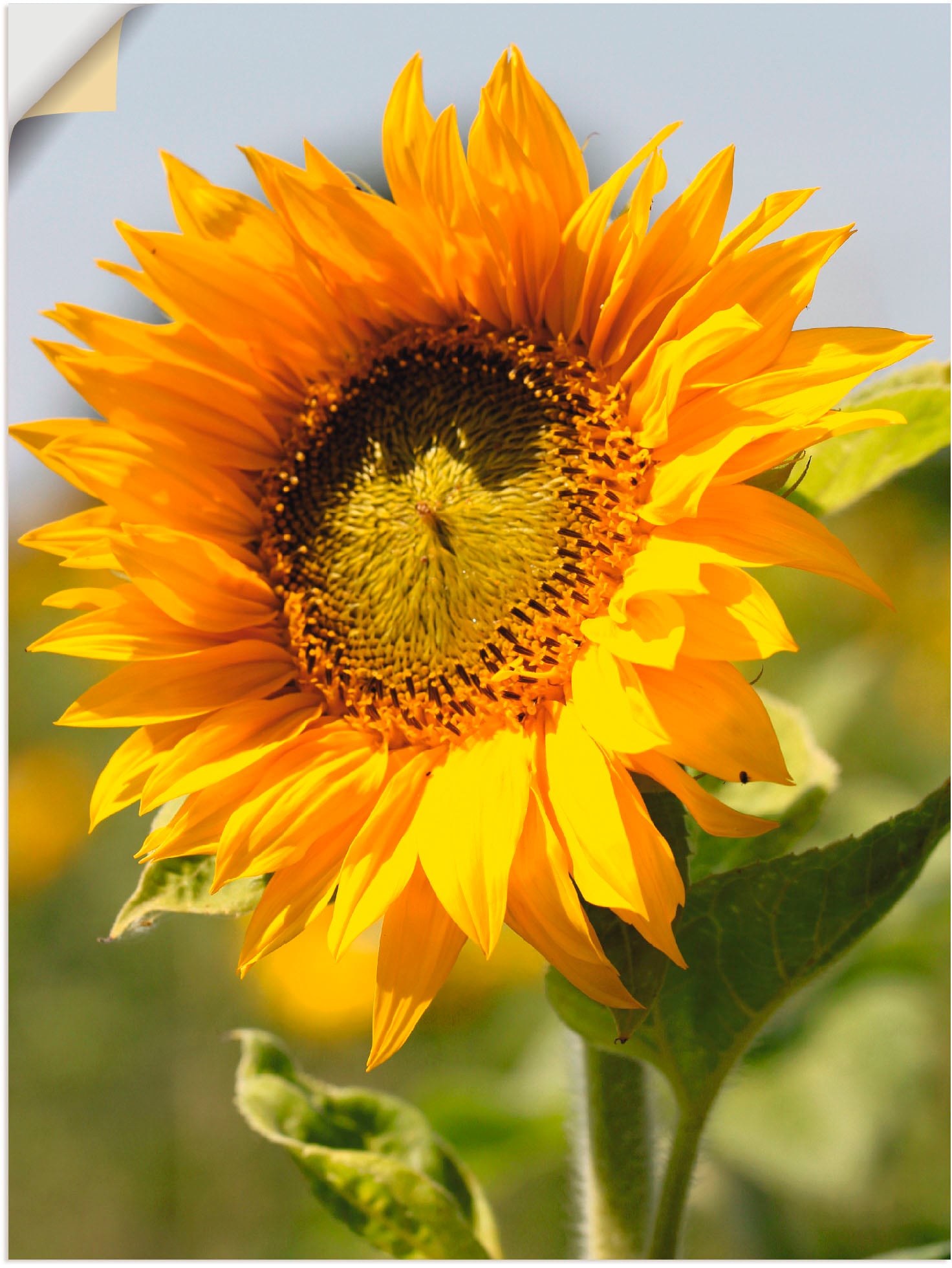 Artland Wandbild »Sonnenblume«, Blumen, (1 BAUR versch. bestellen | Wandaufkleber Größen in St.), oder als Leinwandbild, Poster