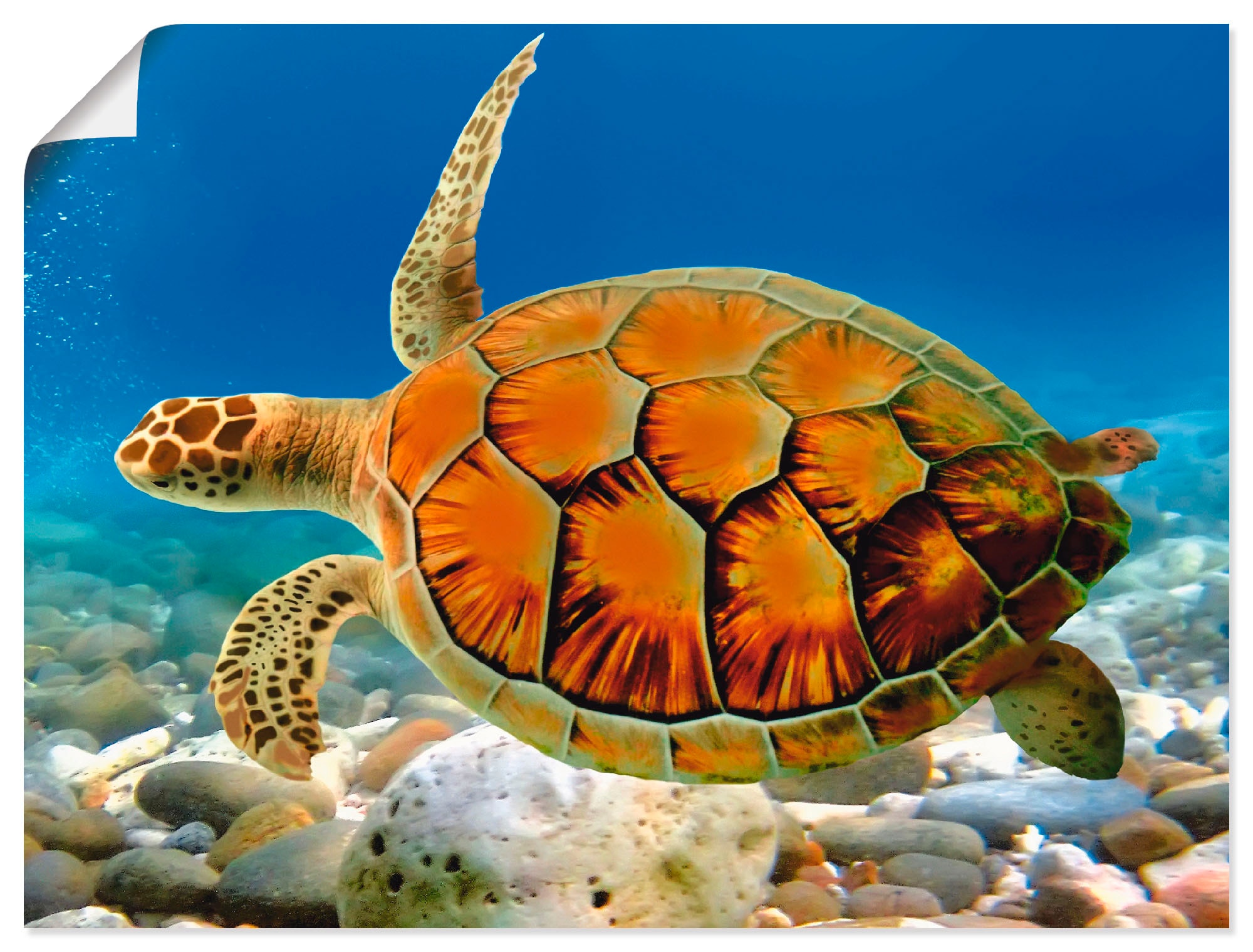 Artland Wandbild »Schildkröte«, Wassertiere, versch. (1 | Wandaufkleber in St.), Poster Größen als bestellen oder Leinwandbild, Alubild, BAUR