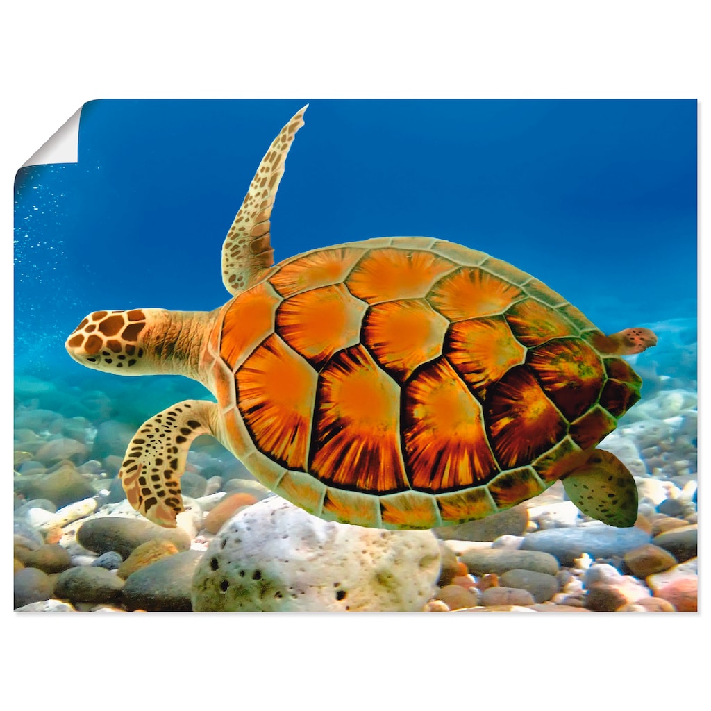 Artland Wandbild »Schildkröte«, Wassertiere, (1 St.)
