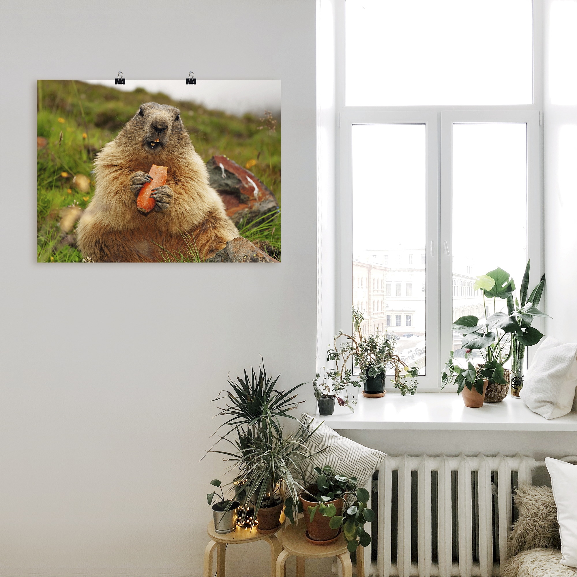 Artland Wandbild "Murmeltier", Wildtiere, (1 St.), als Leinwandbild, Poster günstig online kaufen