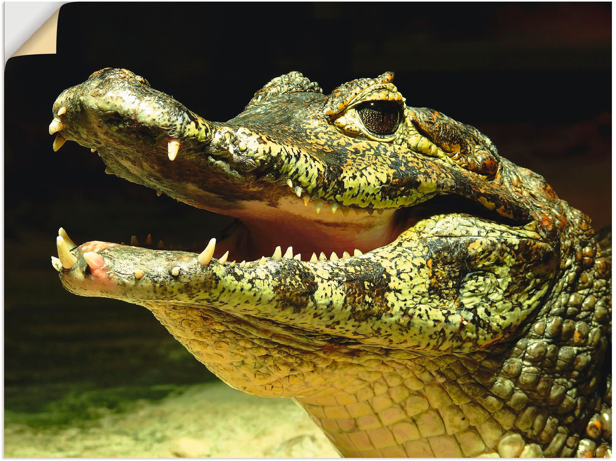 Artland Wandbild "Ein lächelndes Krokodil", Wassertiere, (1 St.), als Poster, Wandaufkleber in verschied. Größen