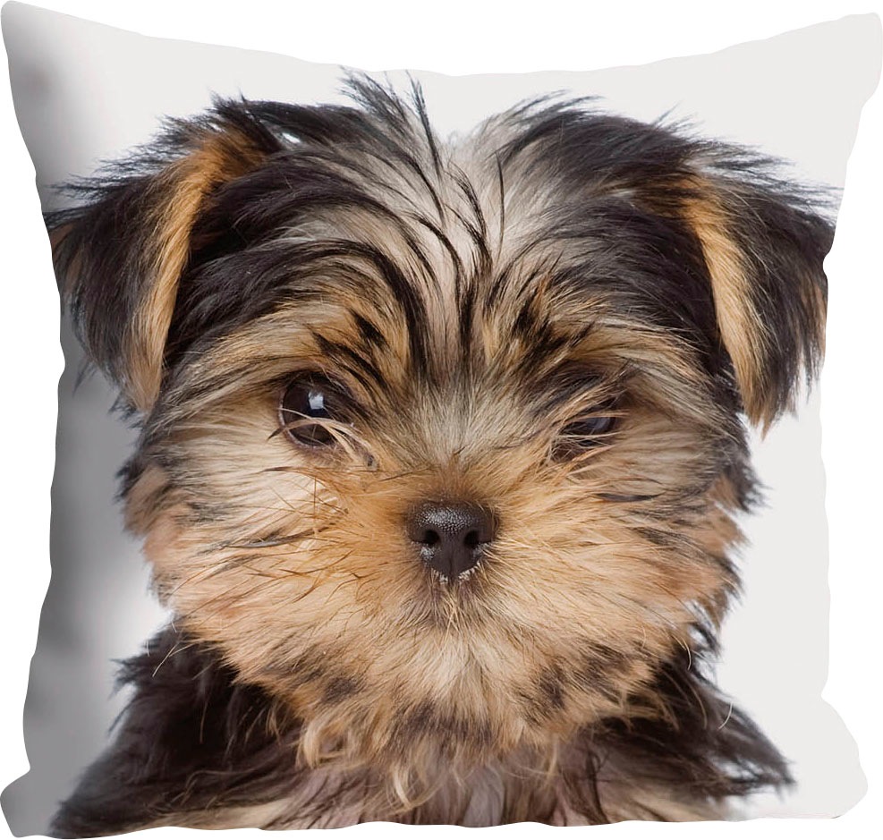 queence Dekokissen "Ines" Kissenhülle,Hund,Süß,Tiermotiv,Niedlich,Verspielt günstig online kaufen