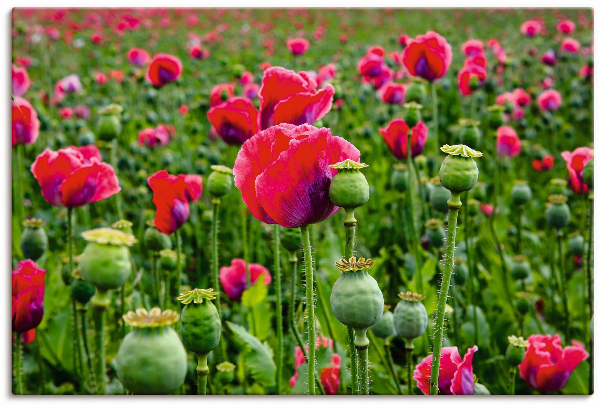 Artland Leinwandbild "Mohnblumen Nahaufnahme", Blumenwiese, (1 St.), auf Keilrahmen gespannt