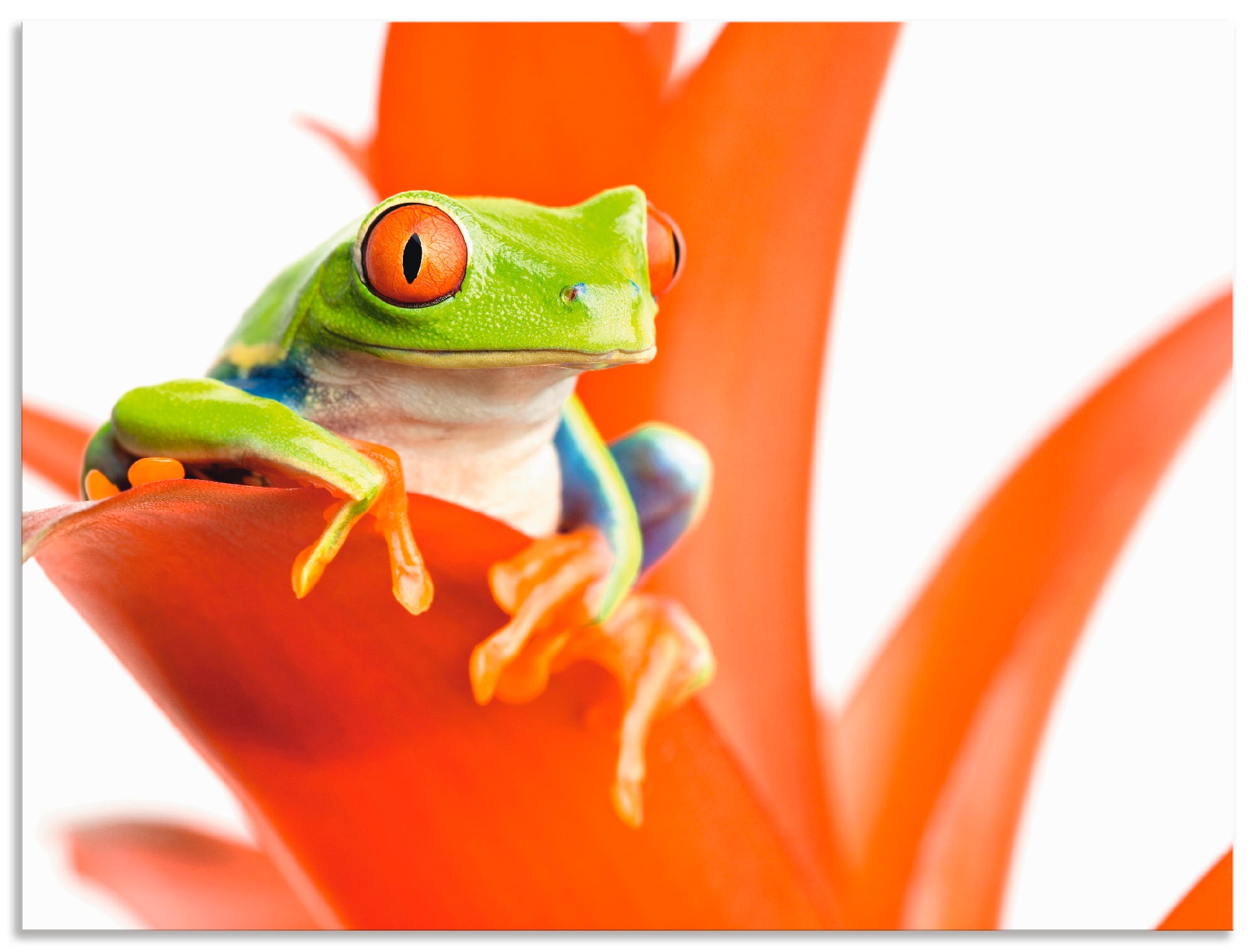 Artland Wandbild »Frosch auf seinem Leinwandbild, | oder Poster Wassertiere, BAUR bestellen als in Wandaufkleber Thron«, (1 Alubild, Größen versch. St.)