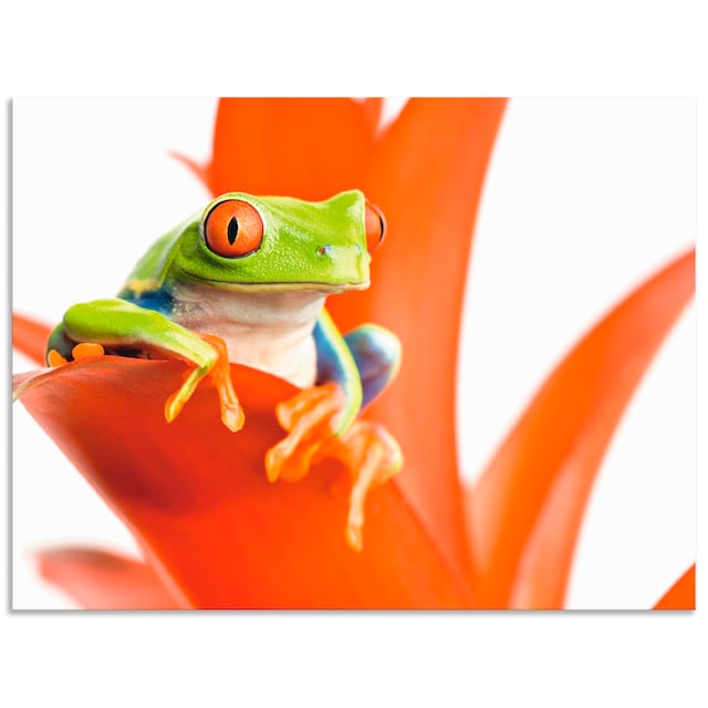 versch. seinem St.), Poster | Alubild, bestellen »Frosch (1 als Artland Wassertiere, Wandbild in Leinwandbild, Thron«, oder Wandaufkleber BAUR auf Größen