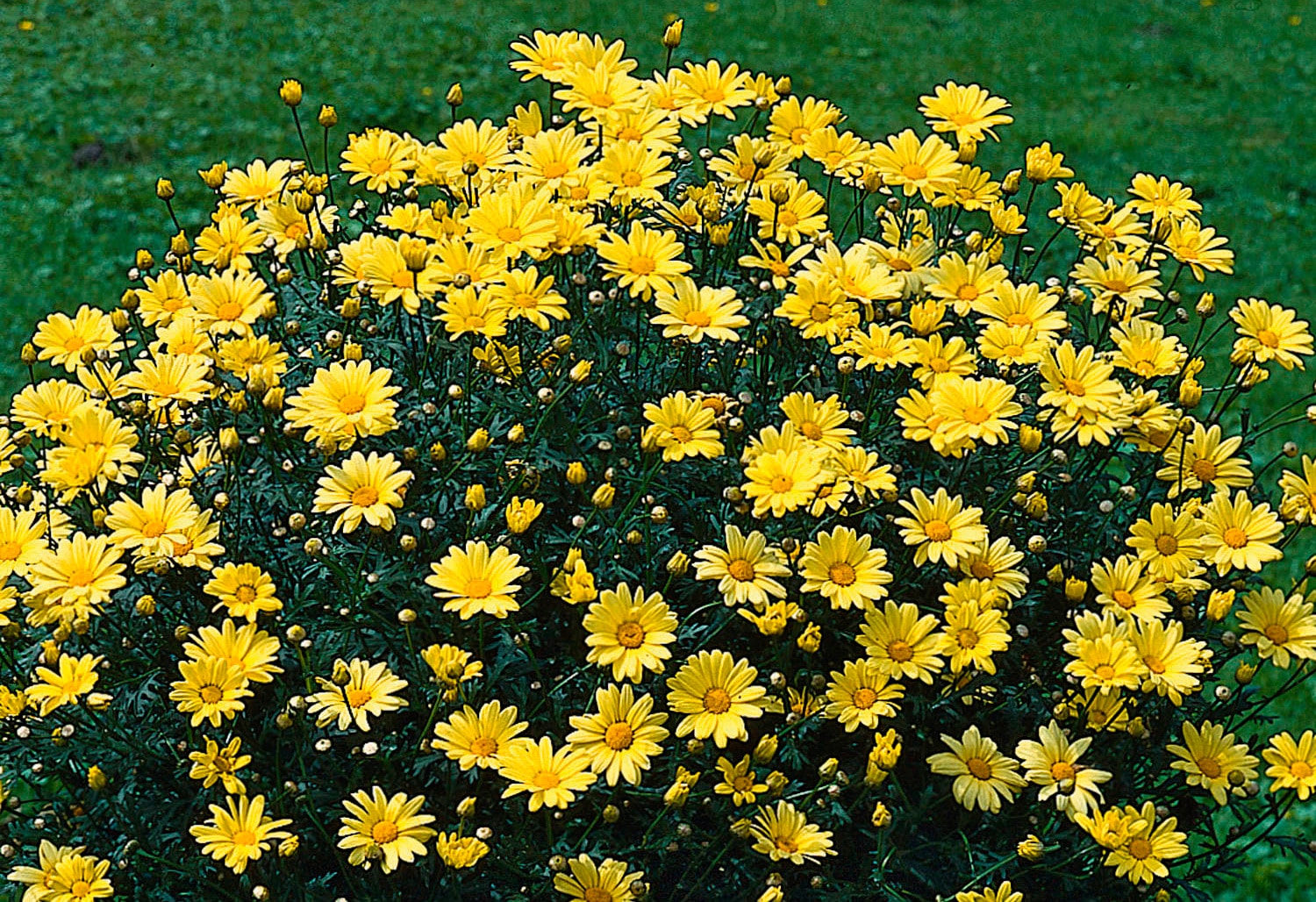 BCM Staude »Margerite Chrysantheme Stämmchen«, (1 St.), Mageriten-Stämmchen: 1 Pflanze kaufen