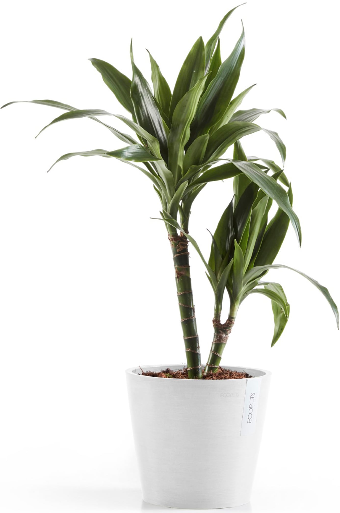 ECOPOTS Blumentopf »Amsterdam 20 Weiß«, für innen und außen: frostsicher, bruchsicher und lichtbeständig