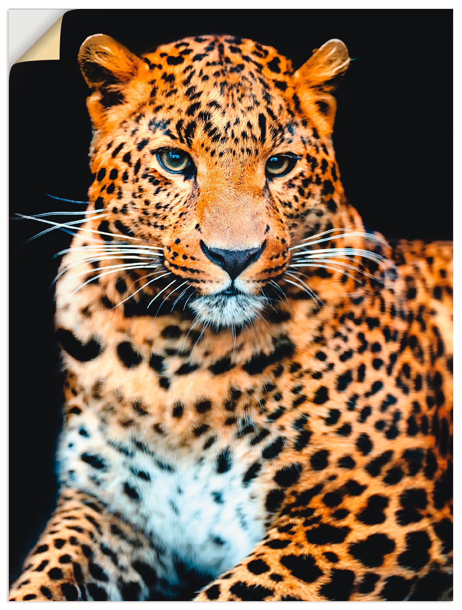 Artland Wandbild »Wütender wilder Leopard«, Wildtiere, (1 St.), als Alubild, Outdoorbild, Leinwandbild, Poster, Wandaufkleber