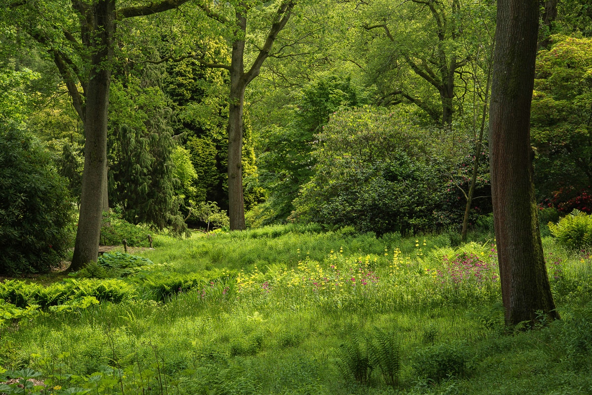Papermoon "Wald"