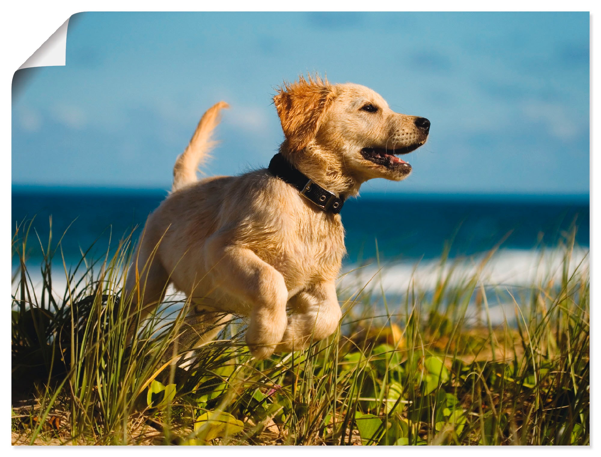 Artland Wandfolie »Hundebaby springt am Strand«, Haustiere, (1 St.), selbstklebend