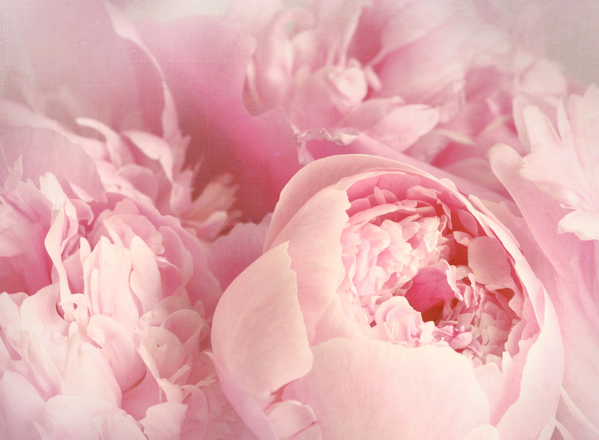 Papermoon Fototapete "Peony Flowers" glatt