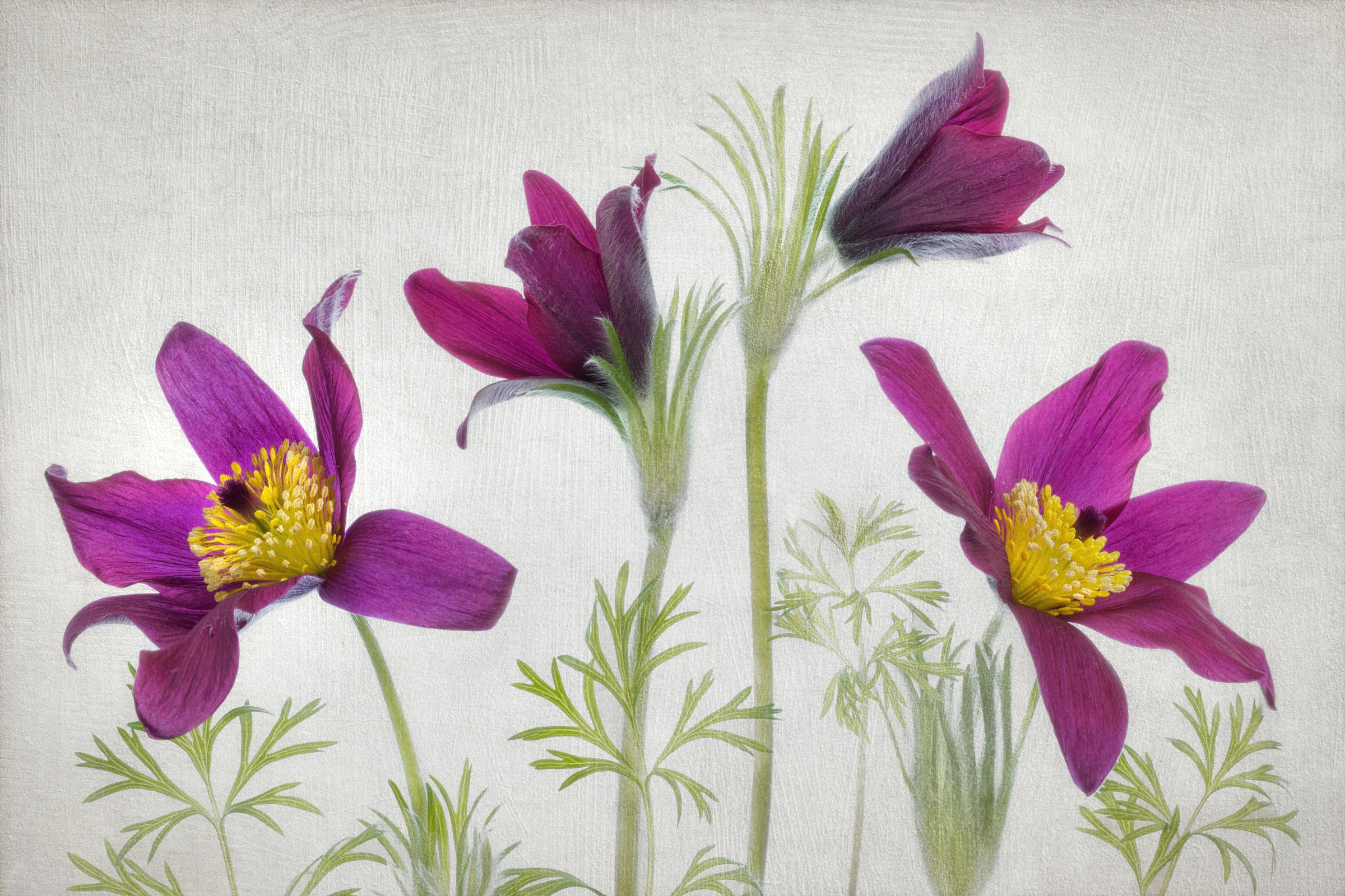Papermoon Fototapete "Photo-Art MANDY DISHER, PULSATILLA"