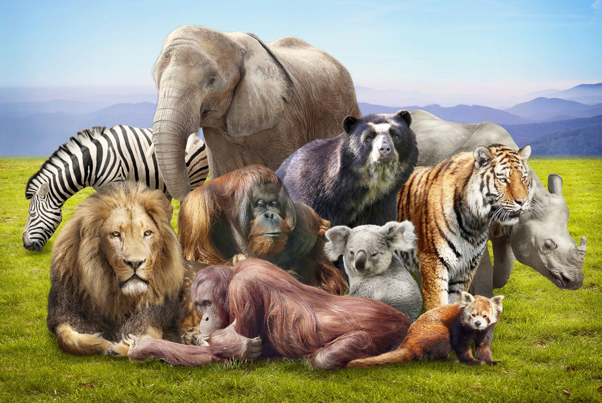 Papermoon Fototapete »Tiere«