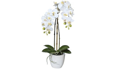 Kunstpflanze »Orchidee Phalaenopsis«