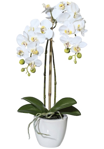 Creativ green Kunstpflanze »Orchidee Phalaenopsis« i...