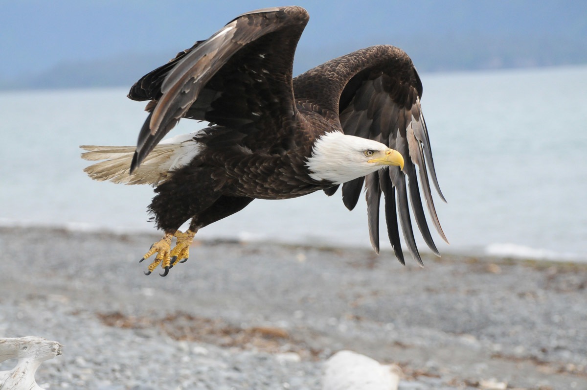 Papermoon Fototapete »Weißkopfseeadler«