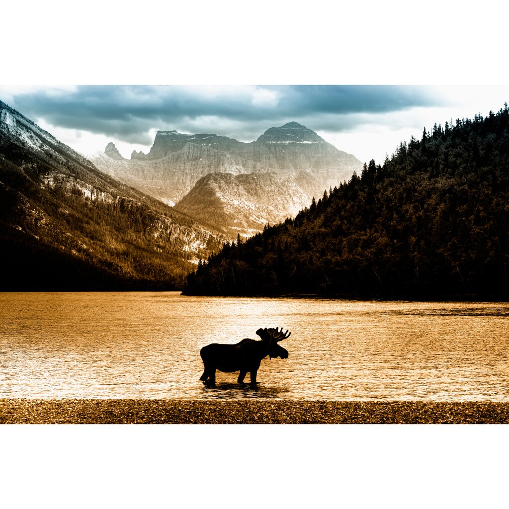 Papermoon Fototapete »Moose in Waterton Lake«