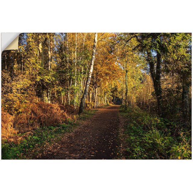 Artland Wandbild »Bäume herbstlich auf dem Fischland-Darß«, Waldbilder, (1  St.), als Alubild, Leinwandbild, Wandaufkleber oder Poster in versch. Größen  kaufen | BAUR