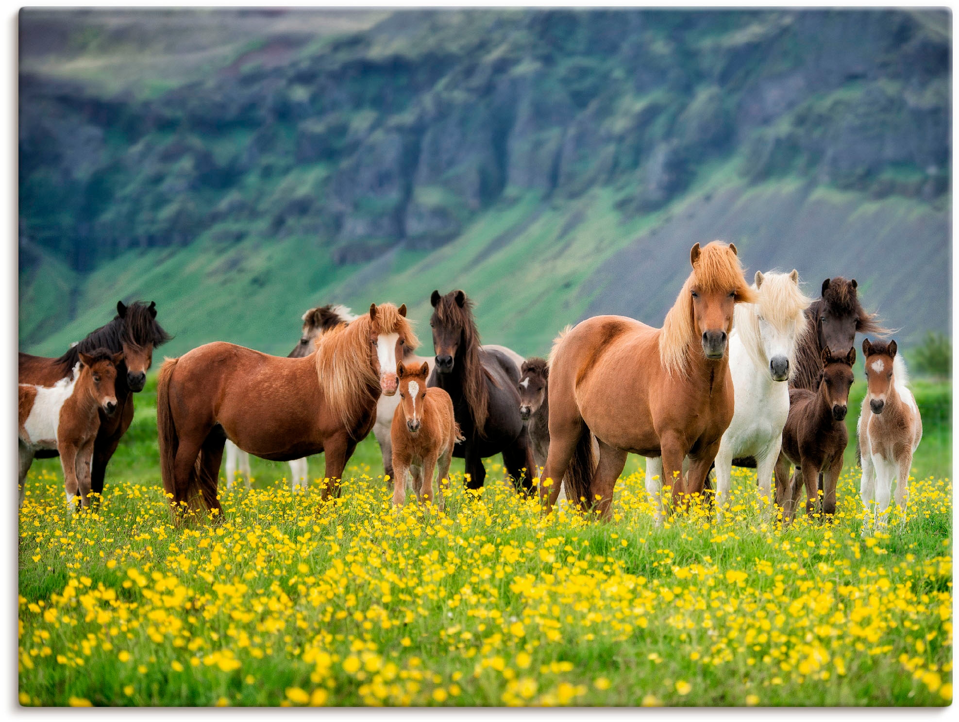 Artland Wandbild "Isländische Pferde VII" Haustiere 1 Stk. tlg. als Leinwan günstig online kaufen
