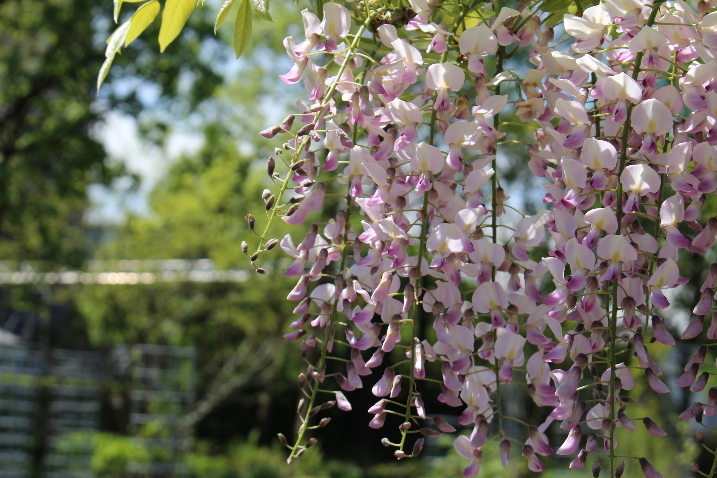 Schwarzugige Susanne - Samen 5 Samen Chinesischer Blauregen, Wisteria  Sinensis, Bltentrauben Weie Wisteria