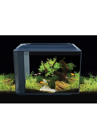 FLUVAL Akvariumas »Spec XV 60« BxTxH: 56x29x4...