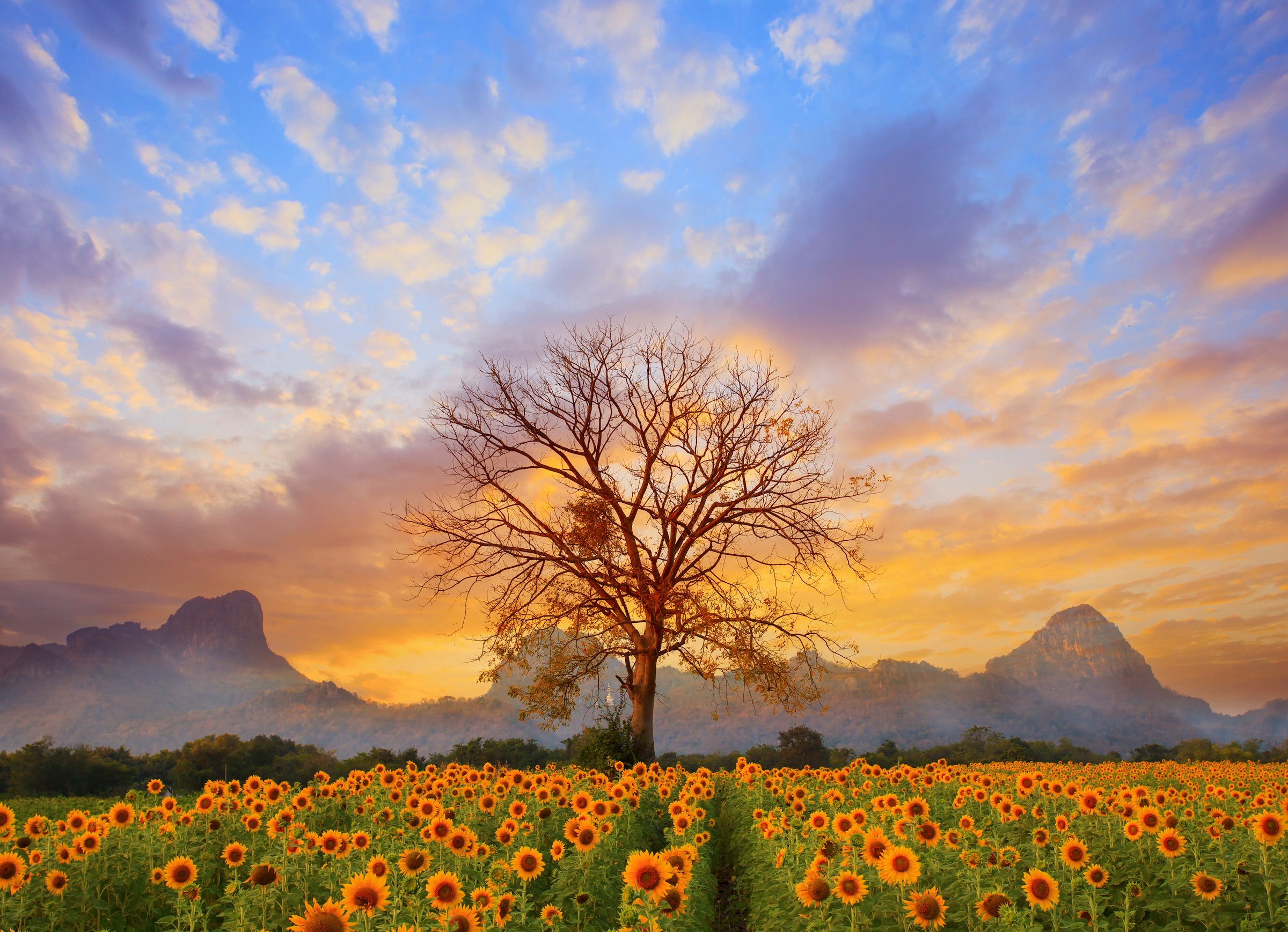 Papermoon Fototapete "Sunflower Field" glatt