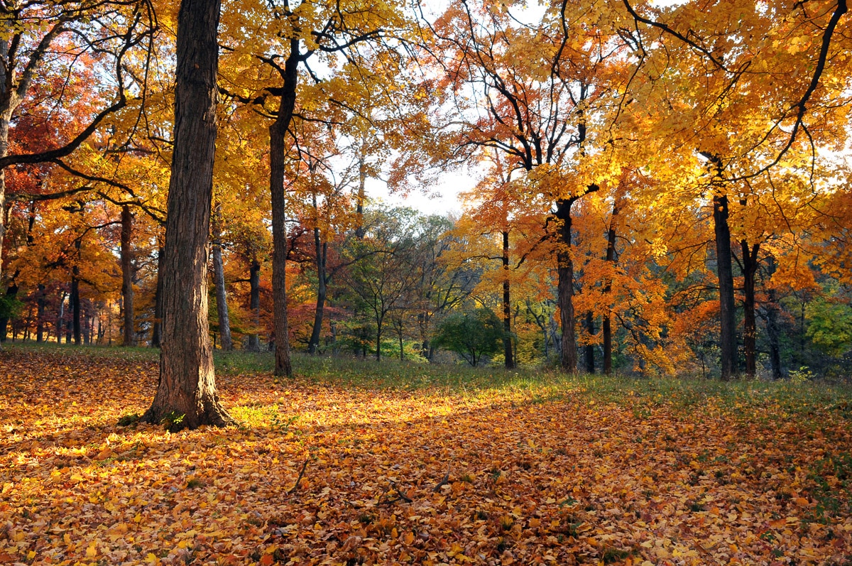 Papermoon "Herbstwald"