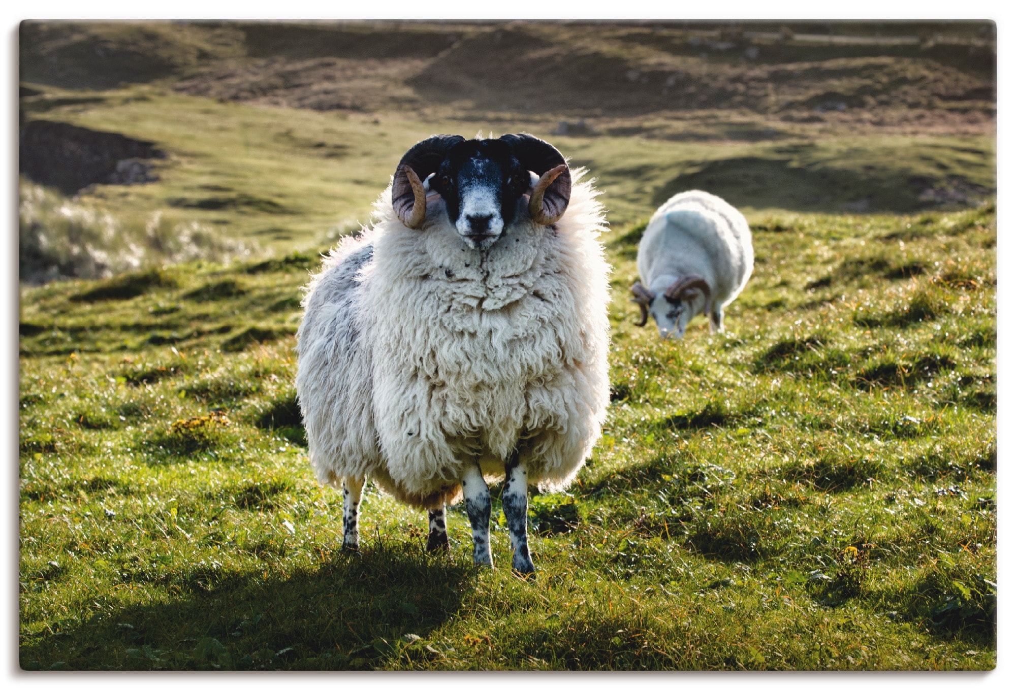 Artland Leinwandbild "Schaf", Haustiere, (1 St.), auf Keilrahmen gespannt günstig online kaufen
