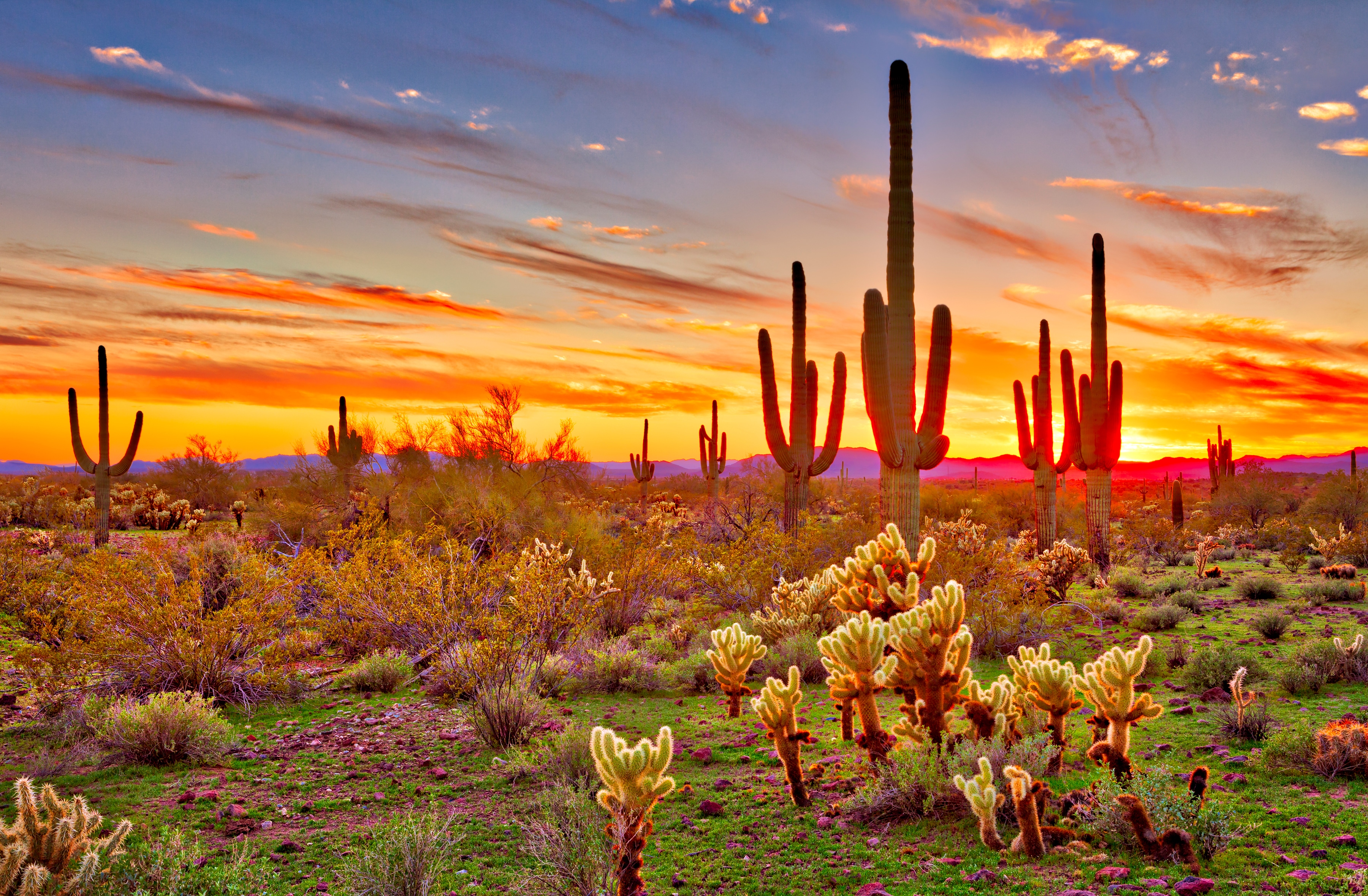 Papermoon Fototapete "Saguaros Sunset Phoenix" glatt