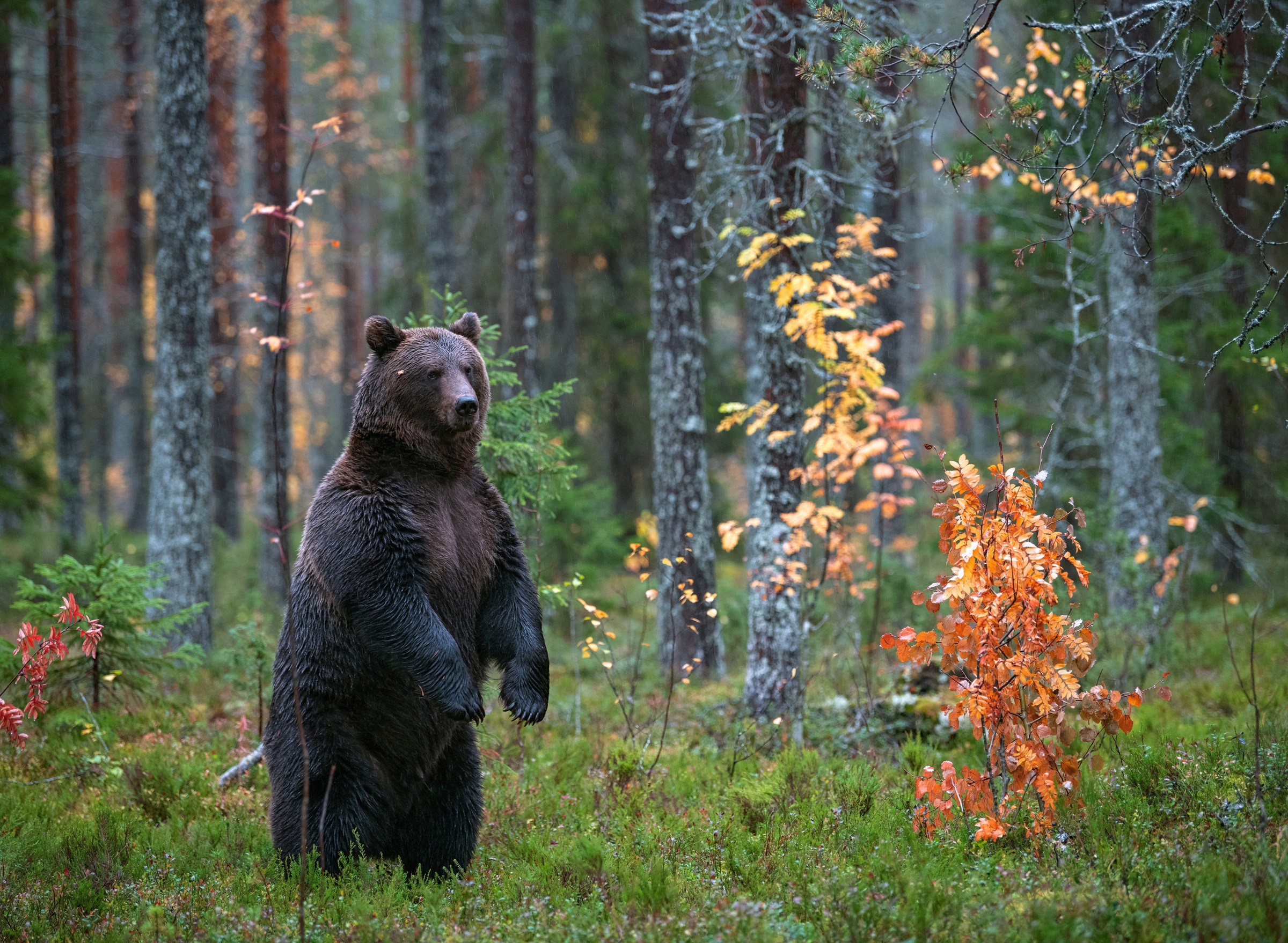 Fototapete PAPERMOON "Brown Bear in Autumn Forest", bunt, B:4m L:2,6m, Vlies, Tapeten - B/L: 4m x 2,6m, Bahnen: 8 Stk.