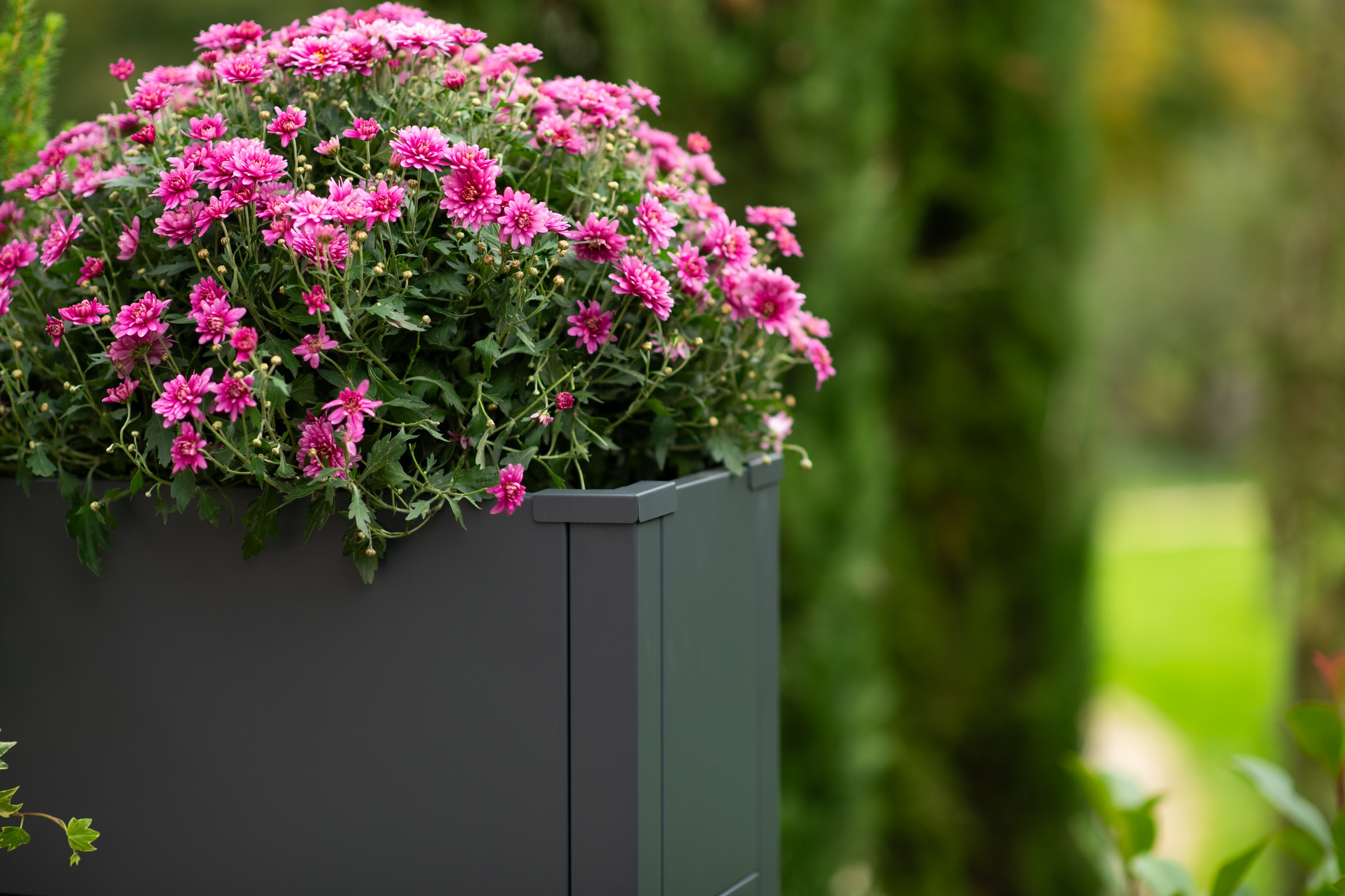 WESTMANN Pflanzkübel »Metall »Talus« in S, M, L oder XL« Anthrazit , in verschiedenen Größen erhältlich