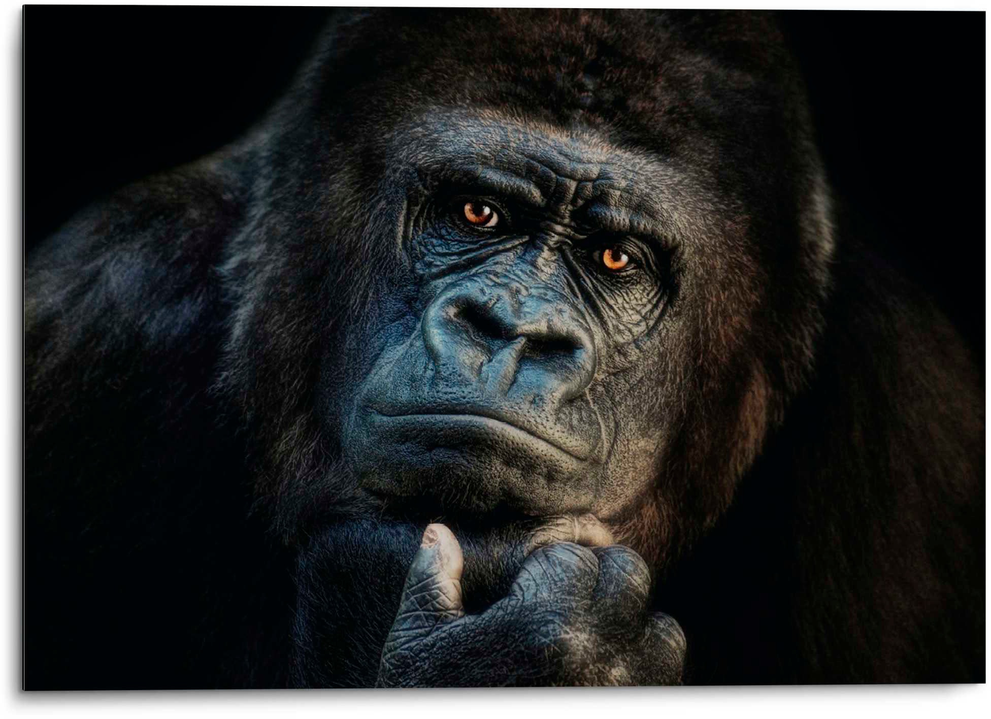 Platinum Alu-Dibond-Druck "Gorilla" 1 1 Stk. tlg. Joachim G. Pinkawa günstig online kaufen