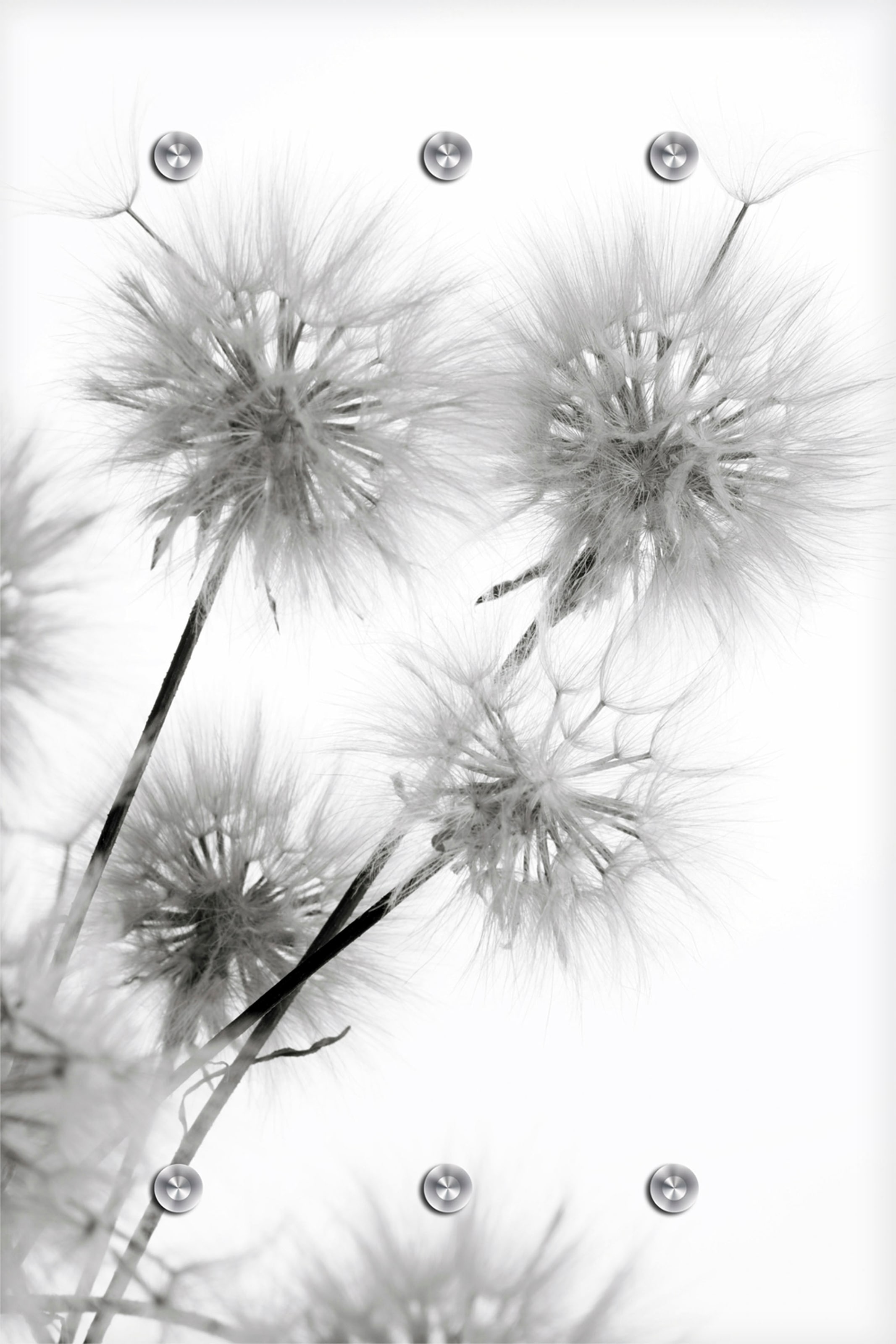 queence Garderobenleiste "Pusteblume", mit 6 Haken, 80 x 120 cm