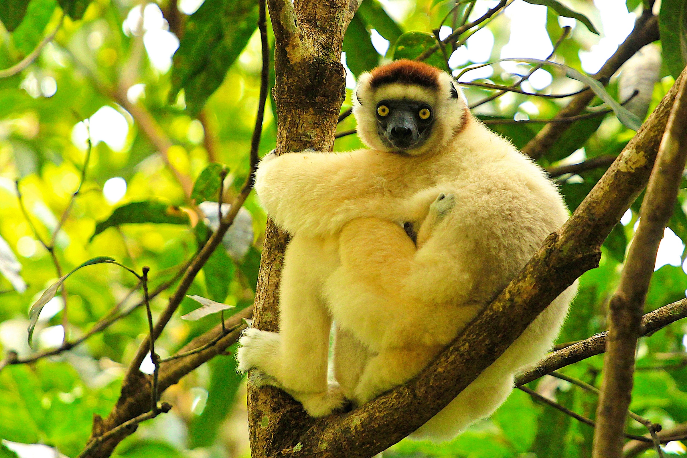 Papermoon Fototapete "MAKI LEMOR MIT BABY-MADAGASKAR AFFE TIERE BAUM"