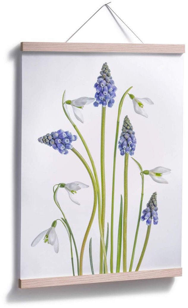 Blumen, St.) Poster Wall-Art »Frühjahrsblüher«, bestellen BAUR (1 |