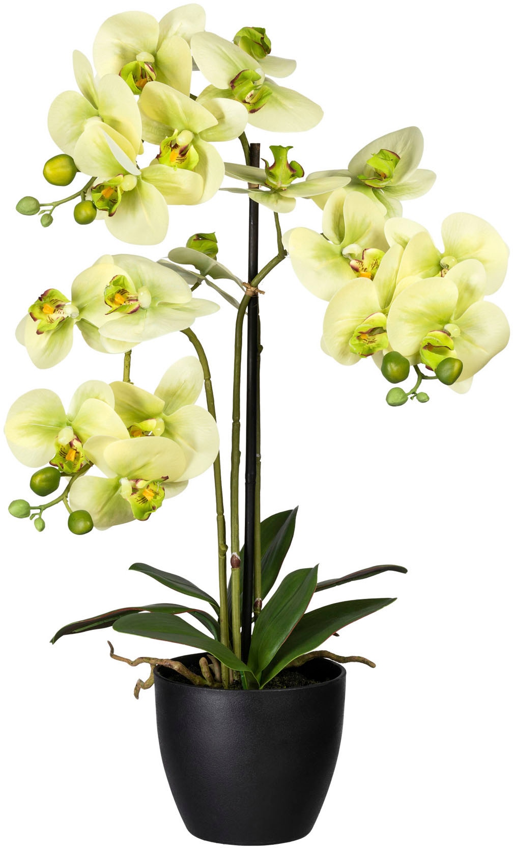 BAUR Creativ green kaufen »Phalaenopsis« | Kunstorchidee