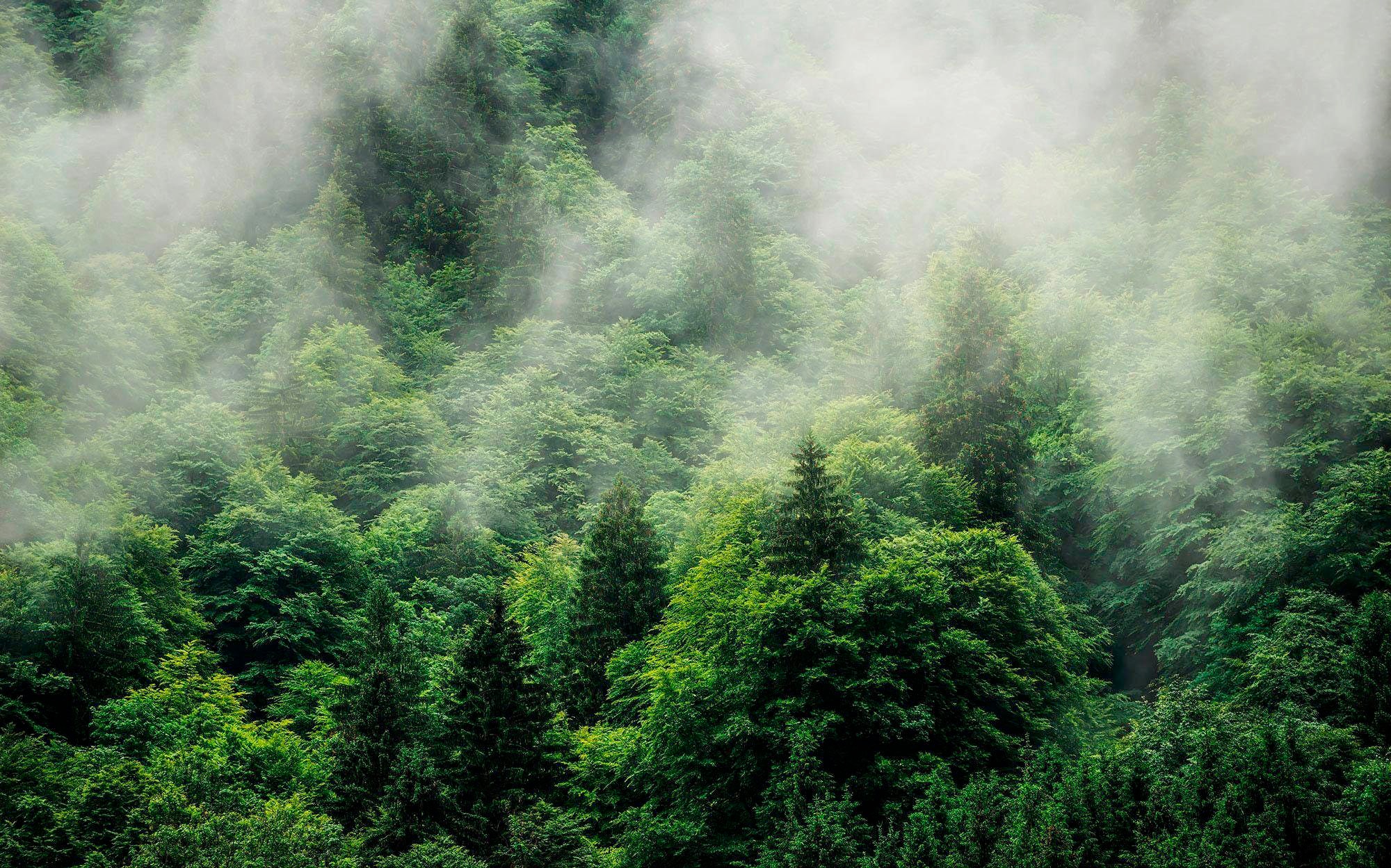 Komar Vliestapete »Forest Land« 400x250 cm (...