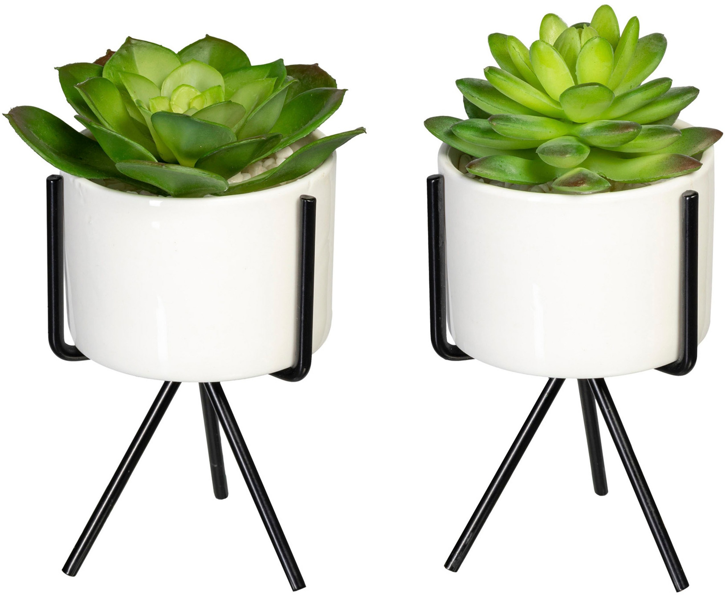 Creativ green Kunstpflanze »Sukkulenten«, (2 St.), im 2er Set kaufen